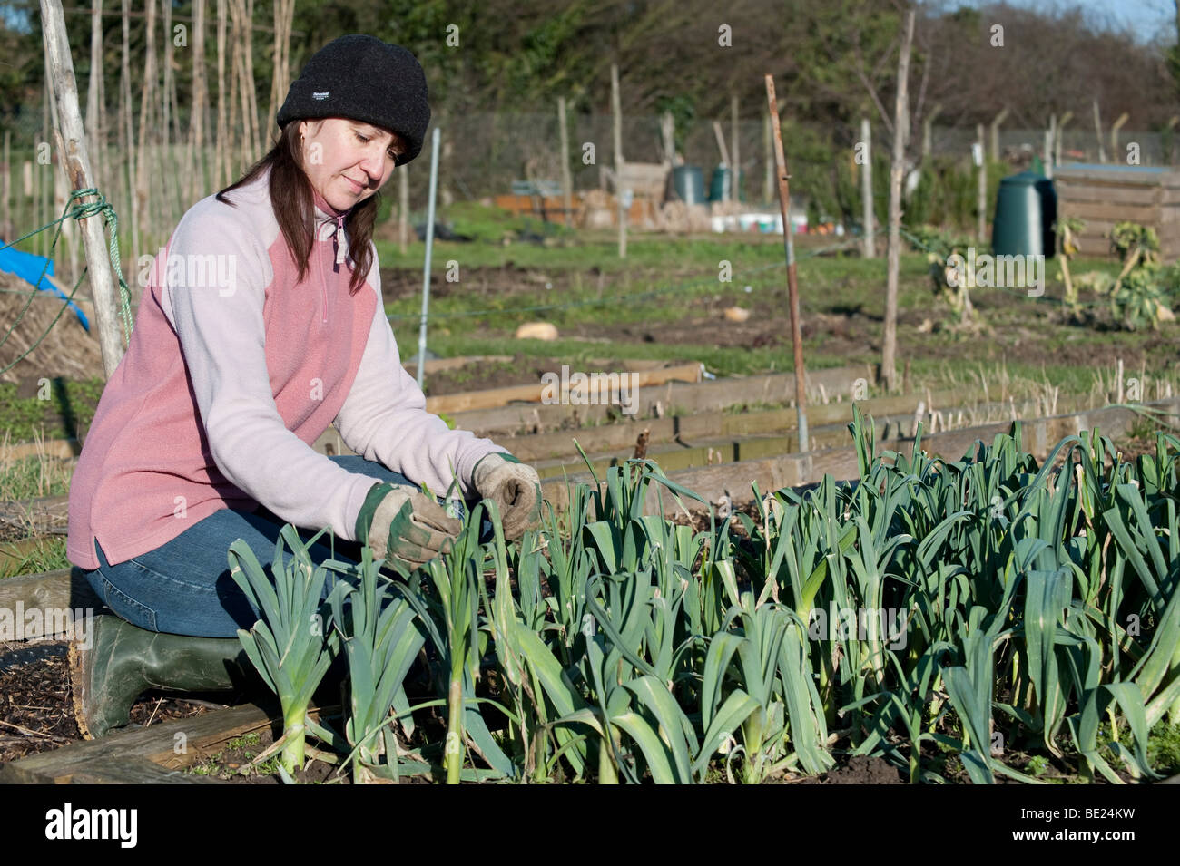 Junge Frau Prüfung Winter Porree & Gemüse auf Zuteilung Kent UK Stockfoto