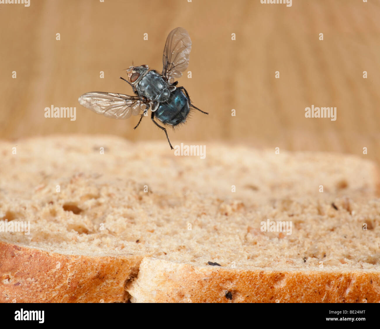 Zusammenarbeit fliegen Hexamerinaufnahme eingespieltes im Flug frei fliegen über Brot in Küche-high-Speed-Fototechnik Stockfoto