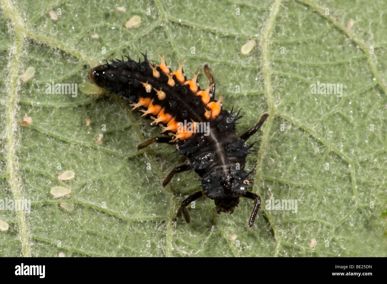 Harlekin Marienkafer Larven Harmonia Axyridis Auf Blatt Im Garten