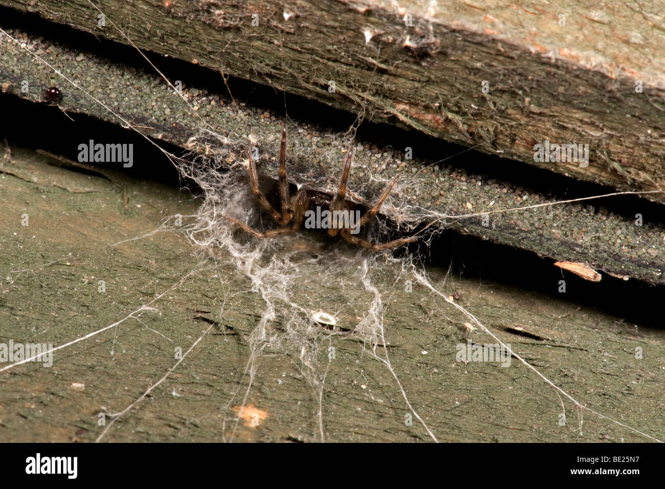 Web Spider Segestriidae Eingang des Web-Tunnel zeigt strahlende Angelschnüre Rohr Stockfoto