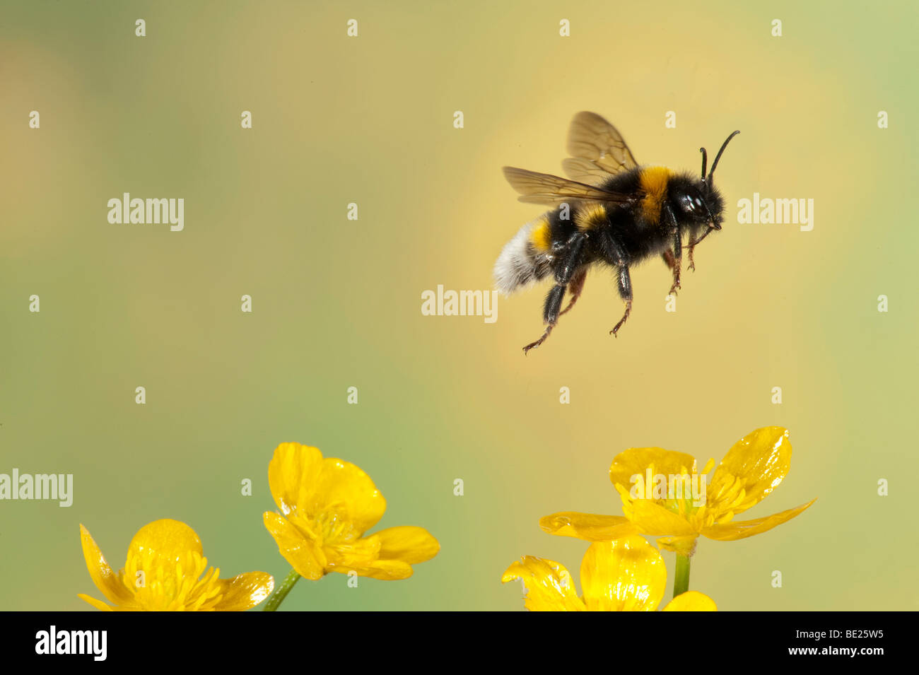 Bumble Bee Bombus Hortorum fliegen gelber Hahnenfuß Blumen high-Speed-Fototechnik Stockfoto