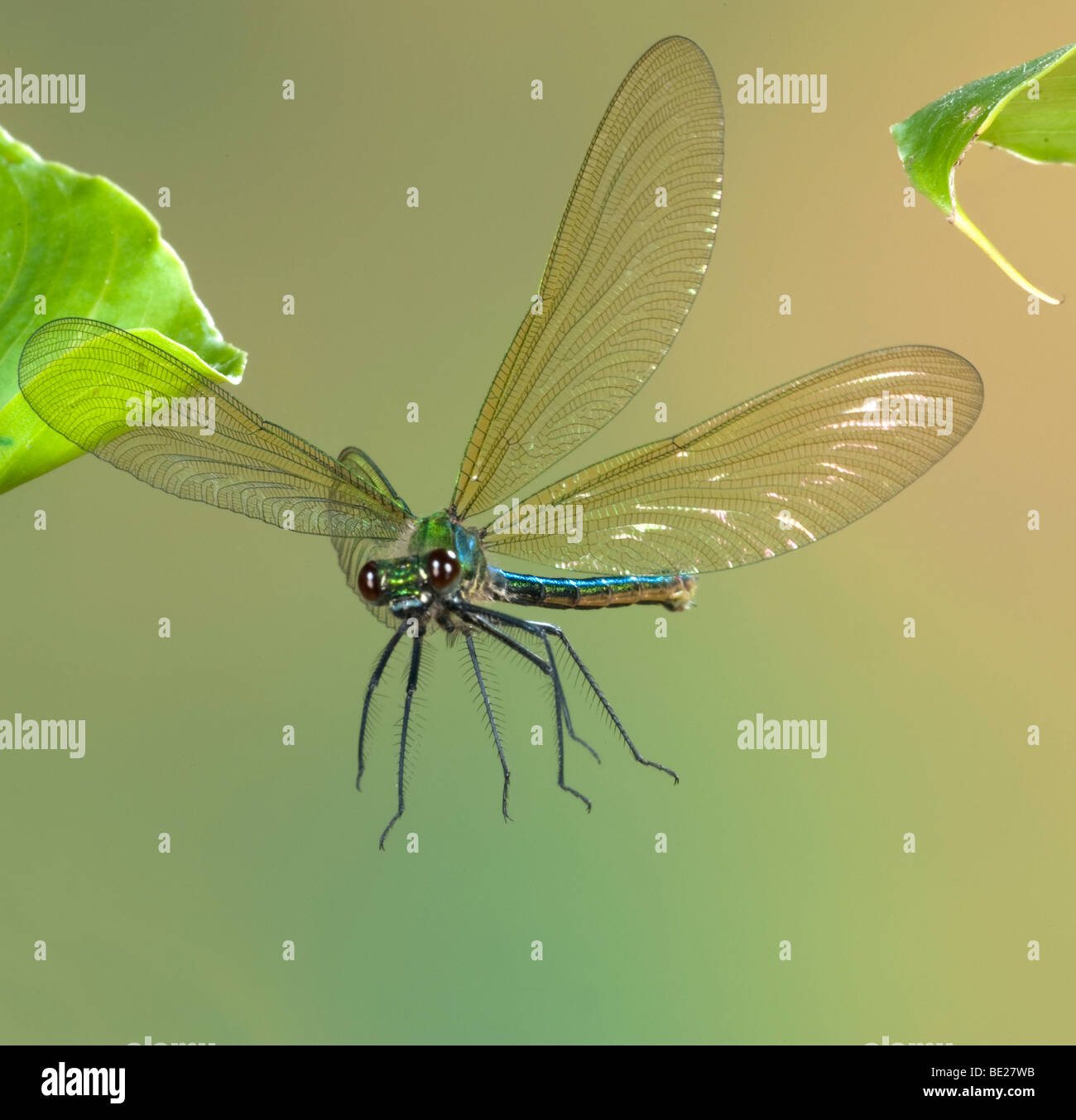 Gebänderten Prachtlibelle Damselfly Calopteryx Splendens Weibchen im Flug frei fliegenden High Speed-Fototechnik Stockfoto