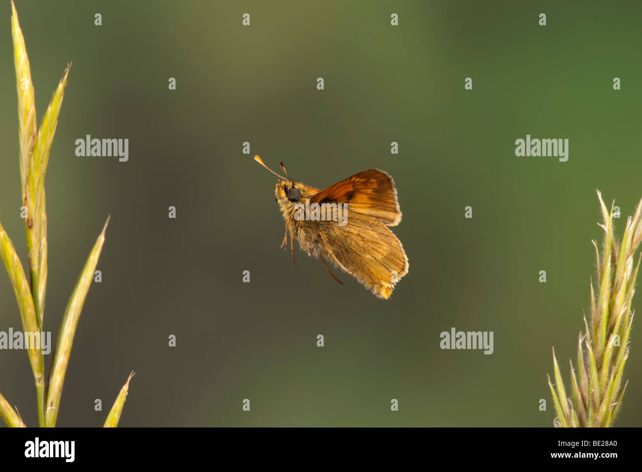 Kleine Skipper Butterfly Thymelicus Sylvestris In Flug kostenlos flying High Speed Fototechnik Stockfoto