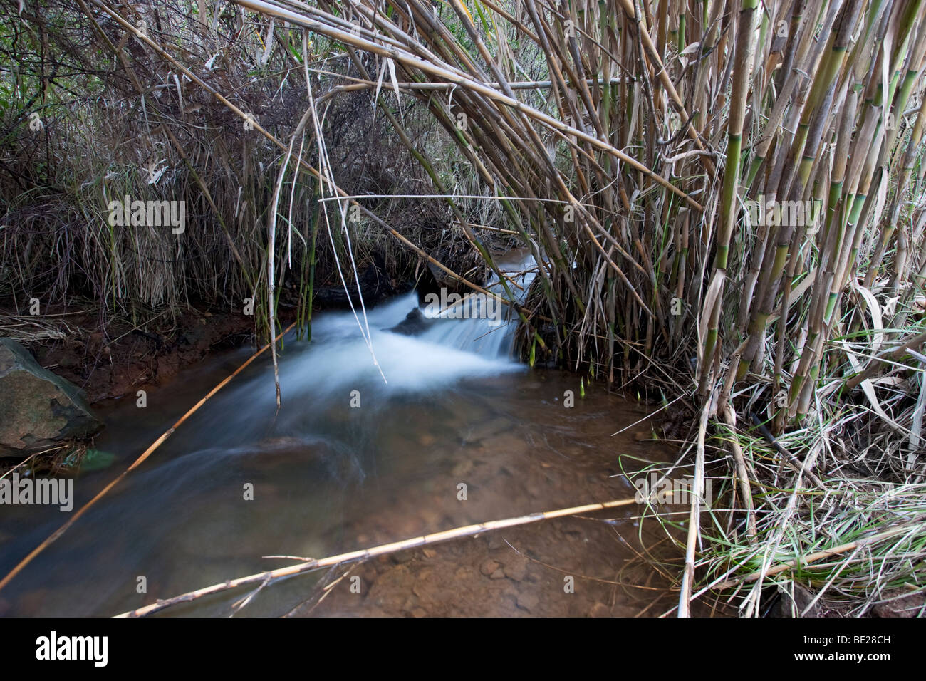Bambus wchst neben einem Bach. Beispiel fr die Samenausbreitung durch  Wasser Stockfotografie - Alamy