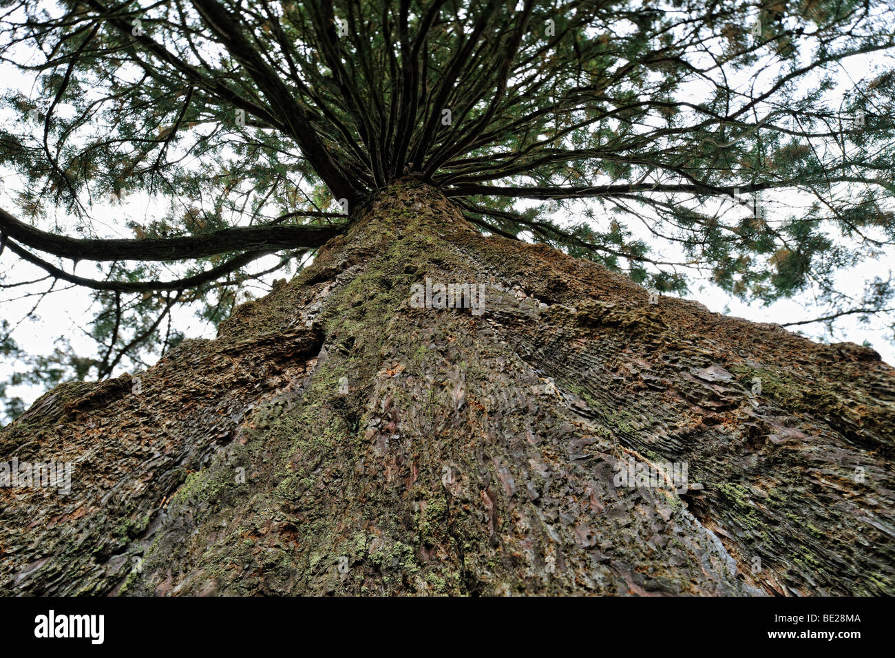 Nahaufnahme von den Flechten bedeckten Stamm Sequoiadendron Giganteum (Riesenmammutbaum, Sierra Redwood oder Wellingtonia) Stockfoto