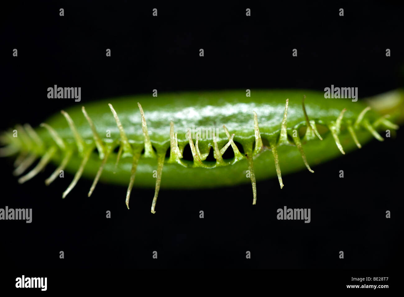 Venus Fly Trap Dionaea Muscipula Falle mit Insekt nach innen geschlossen Stockfoto