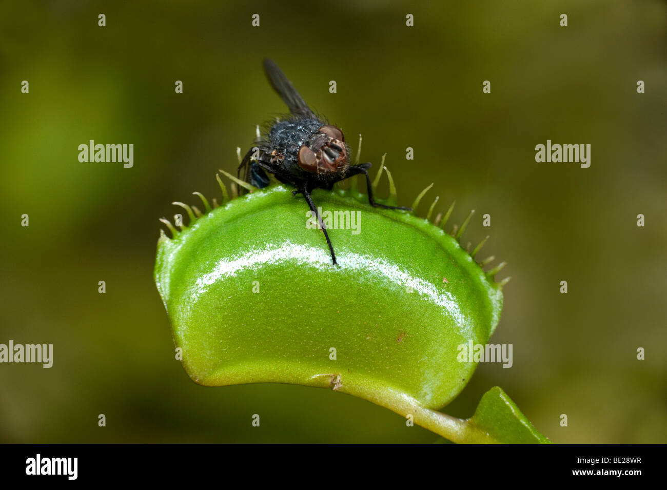 Venus Fly Trap Dionaea Muscipula Falle geschlossen mit Insekt Stockfoto