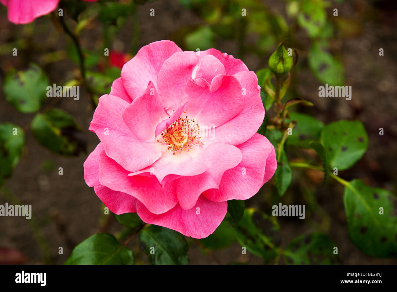 Dies ist ein Bild von eine rosa Rose. Stockfoto