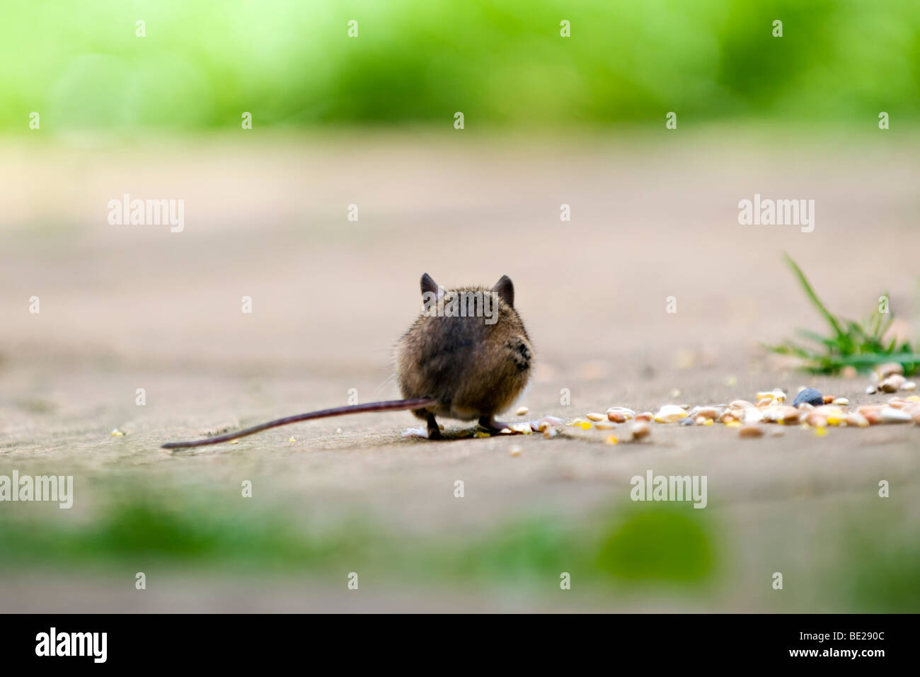 Rückansicht einer Holz-Maus, auch bekannt als Feld oder Long-tailed Maus Essen Vogelfutter auf Terrasse im Garten Stockfoto