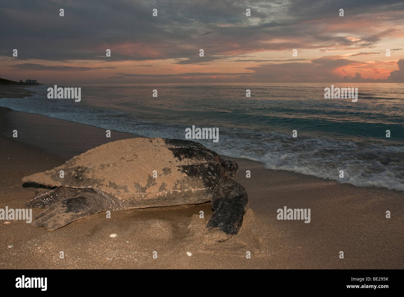 Vom Aussterben bedrohten Lederschildkröte bei Sonnenaufgang Stockfoto