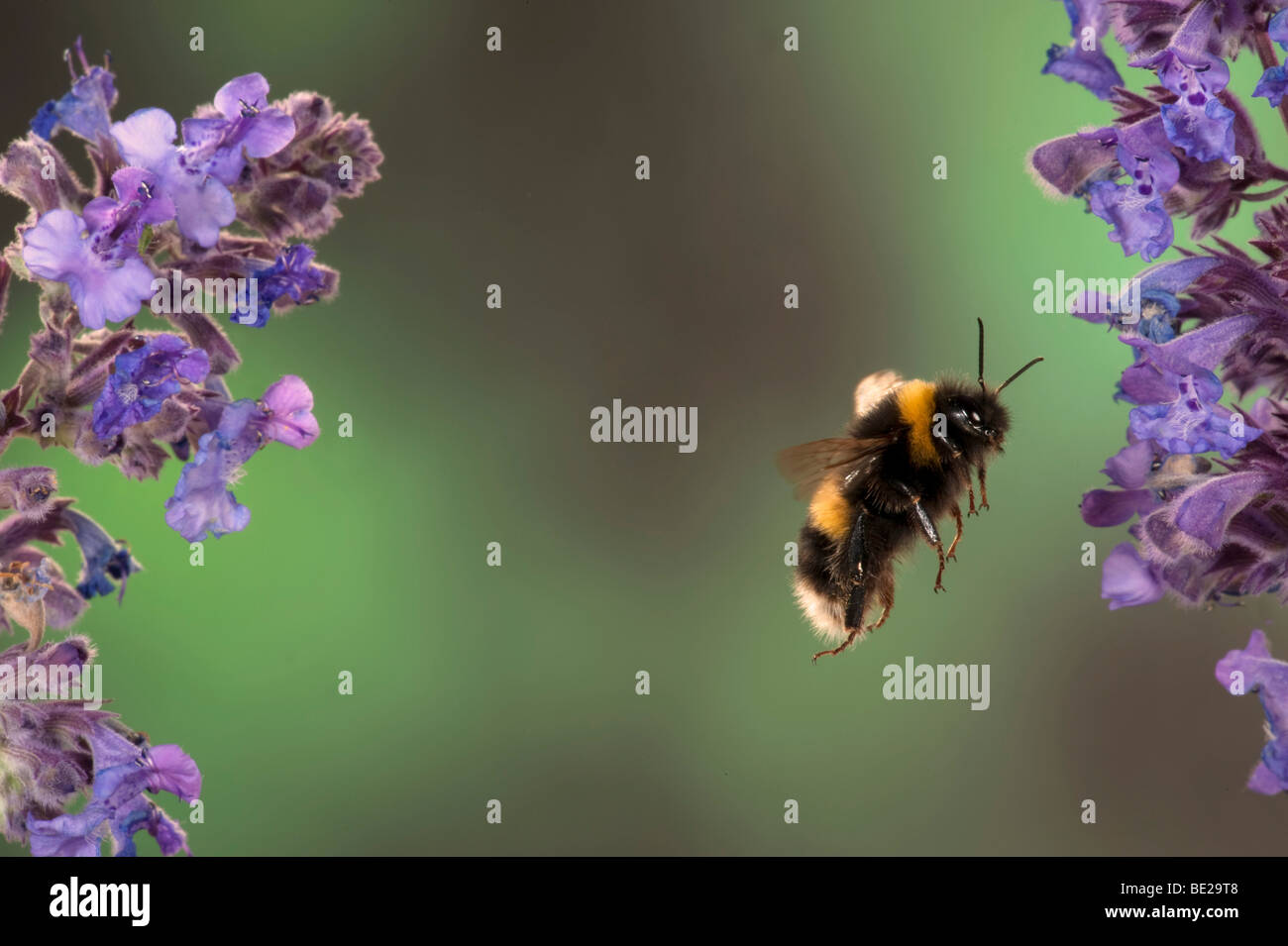 Buff Tailed Bumble Bee Bombus Terestris fliegen durch Blumen sammeln Pollen-high-Speed-Fototechnik Stockfoto