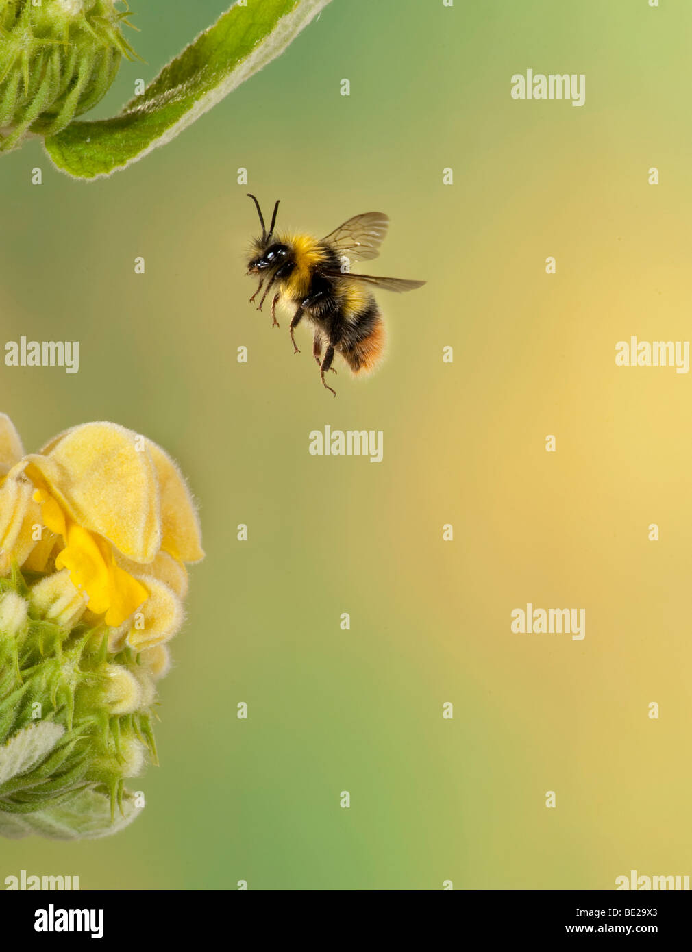 Red Tailed Bumble Bee Bombus Pratorum im Flug frei fliegen durch gelbe Blumen-high-Speed-Fototechnik Stockfoto