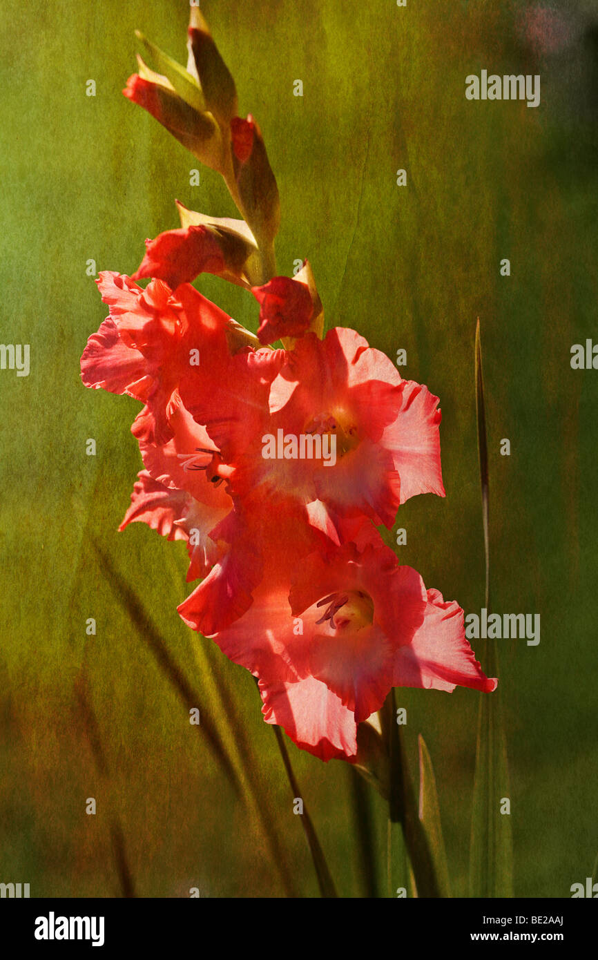 Rosa Blume mit Textur hinzuzufügen, digitalen Kunst, bildende Kunst Stockfoto