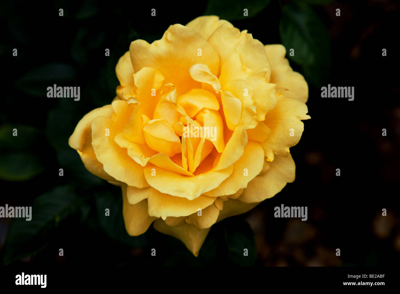 Gelbe Rose auf dunklem Hintergrund Stockfoto