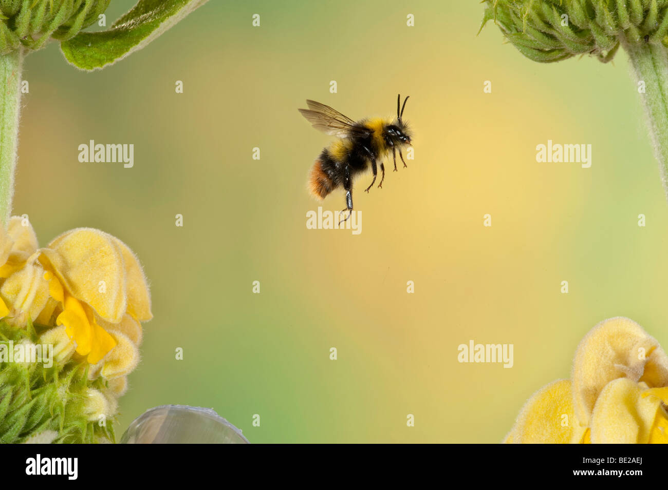 Red Tailed Bumble Bee Bombus Pratorum im Flug frei fliegen durch gelbe Blumen-high-Speed-Fototechnik Stockfoto