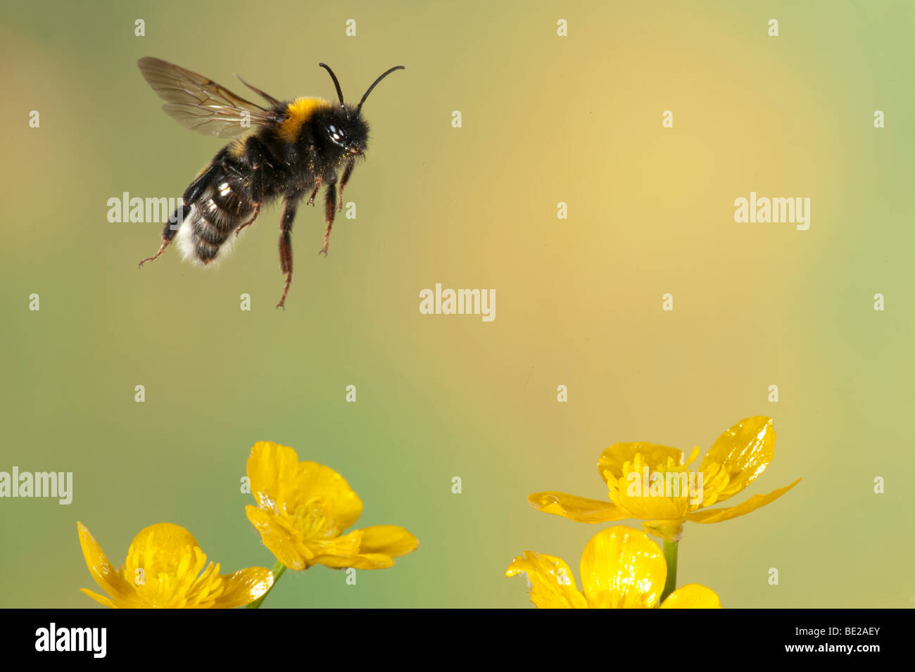 Bumble Bee Bombus Hortorum fliegen gelber Hahnenfuß Blumen high-Speed-Fototechnik Stockfoto