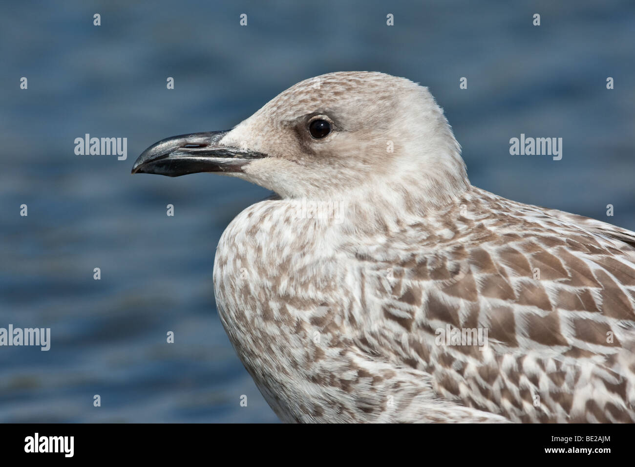 Juvenile gelben Beinen Möwe (Larus Michahellis), Norfolk, England Stockfoto