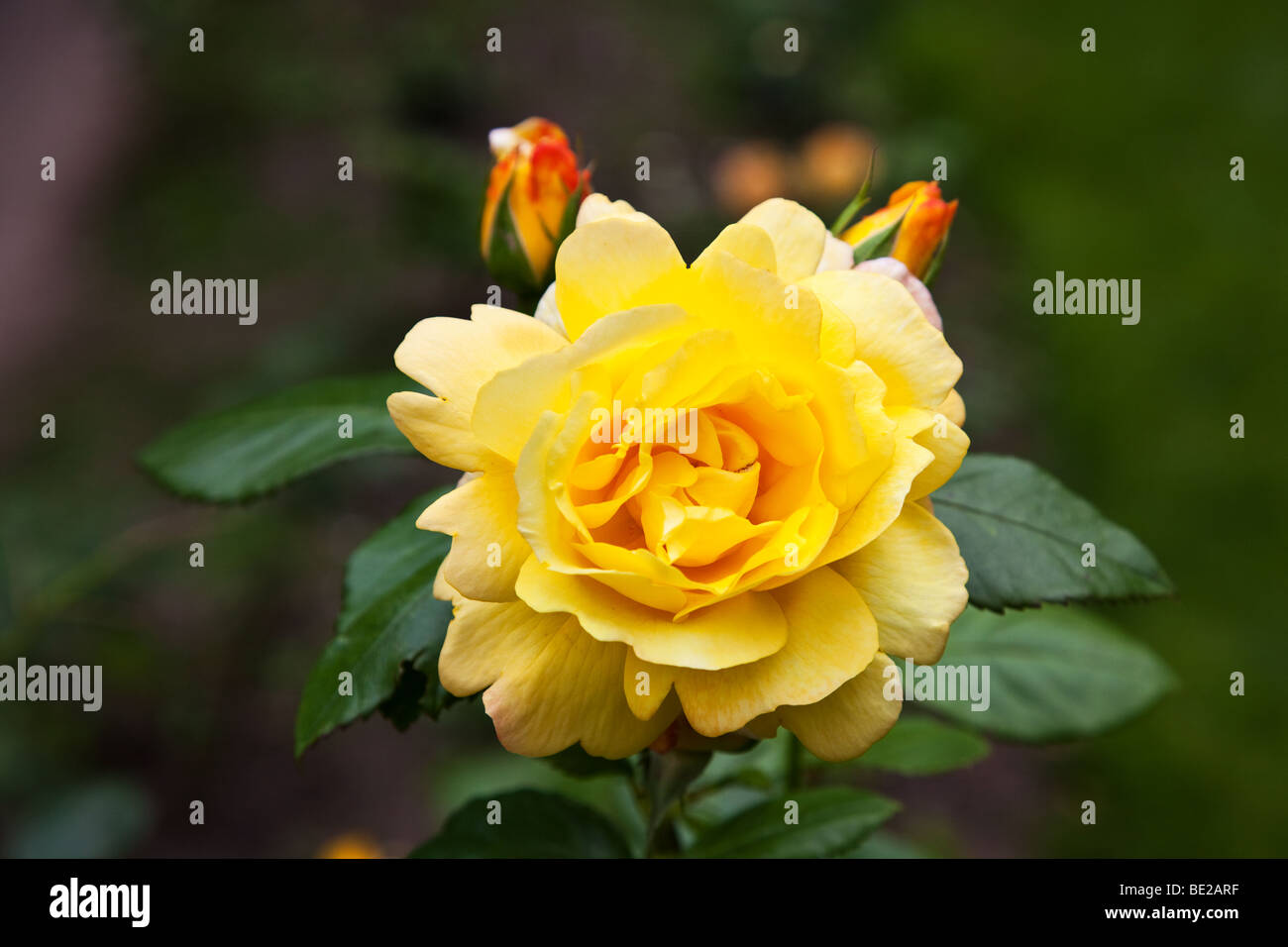 Ein Bild von einer gelben Rose Stockfoto