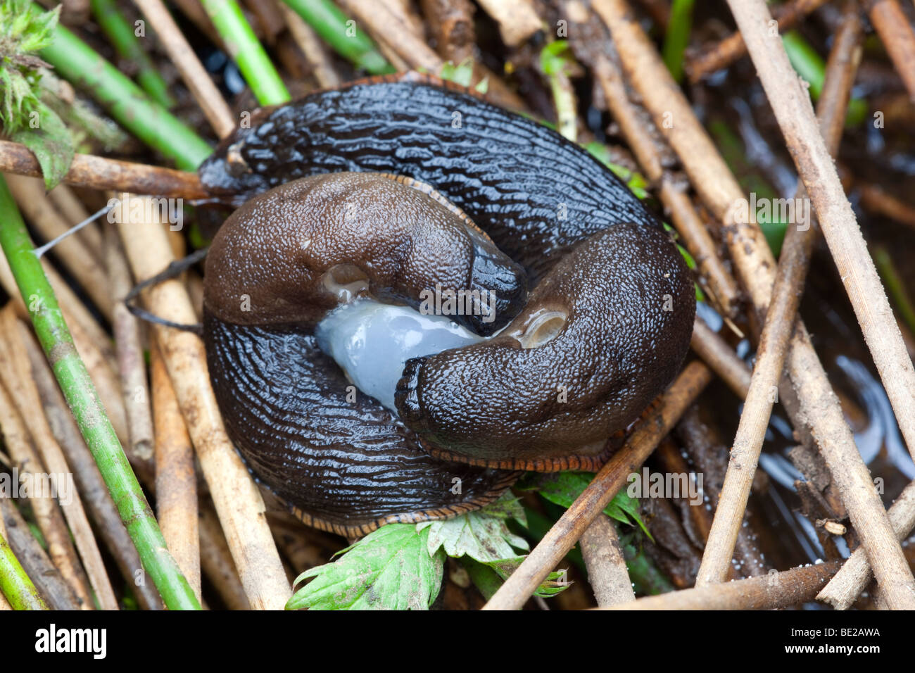 Schnecke; Arion Ater; Paarung Stockfoto