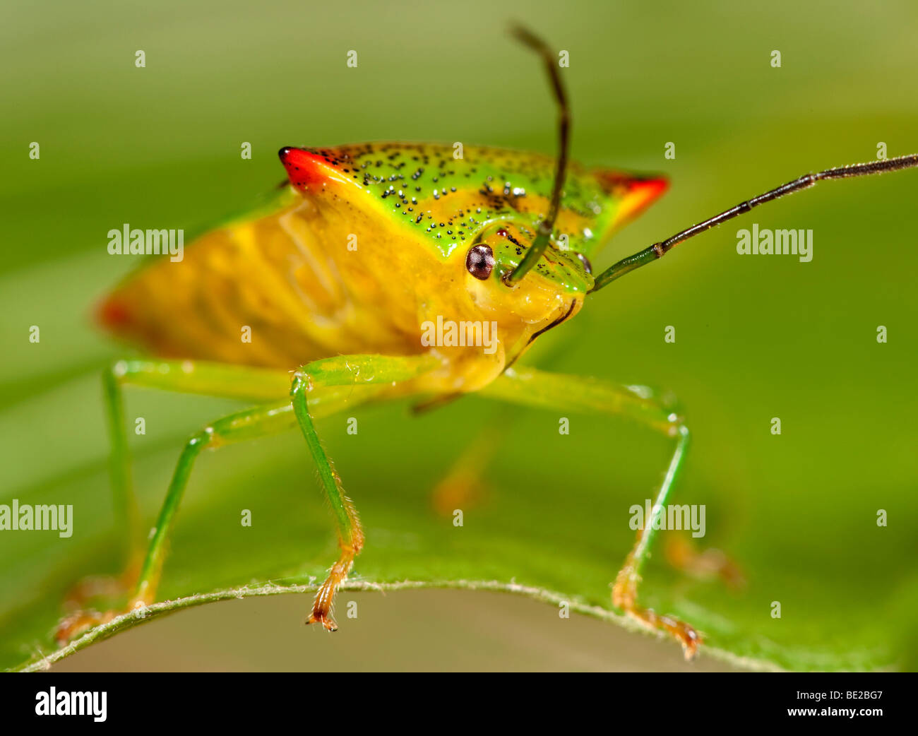 Weißdorn Shield Bug Acanthosma Haemorrhoidale Makro Nahaufnahme zeigt Gesicht Stockfoto