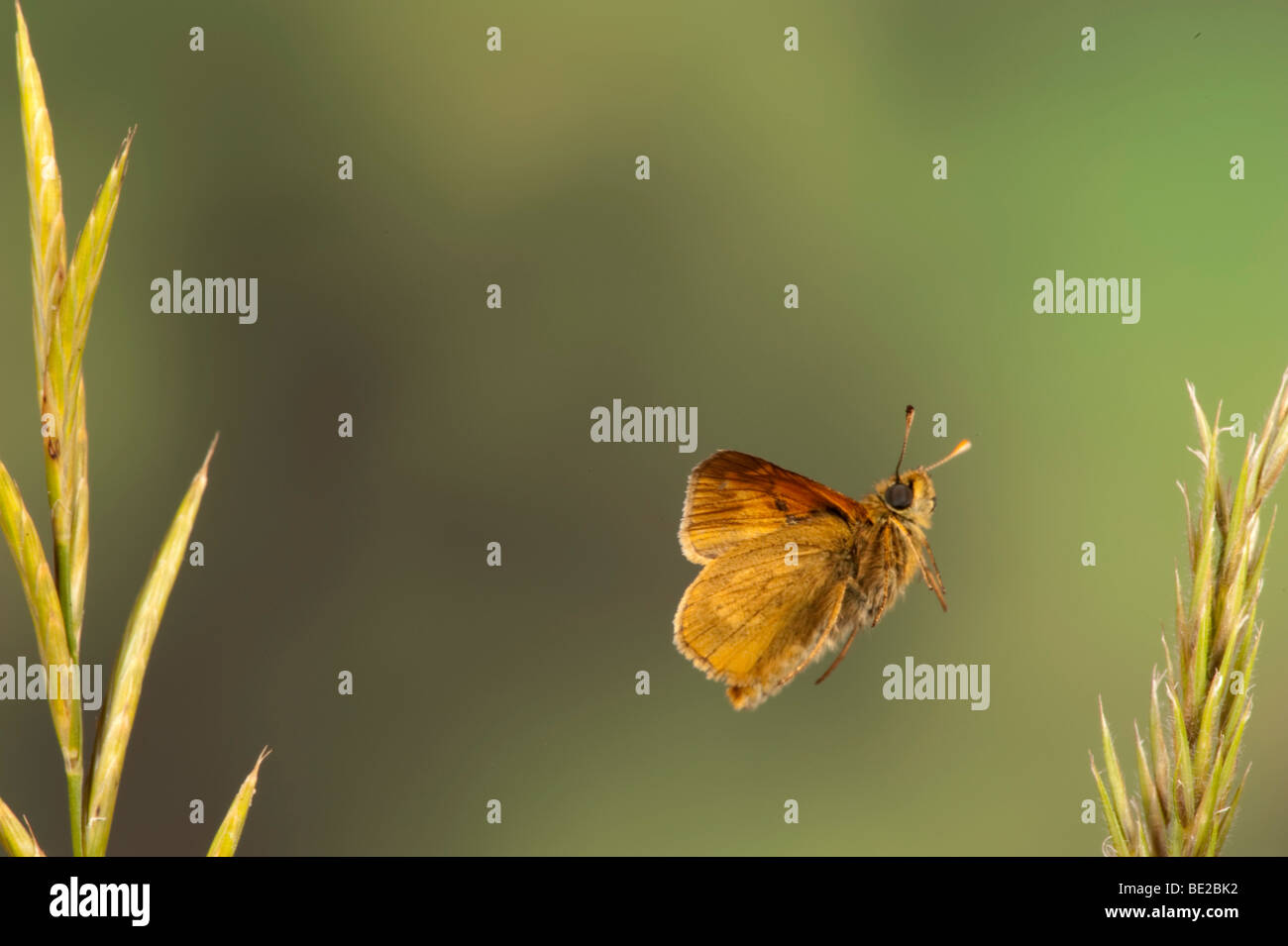 Kleine Skipper Butterfly Thymelicus Sylvestris In Flug kostenlos flying High Speed Fototechnik Stockfoto