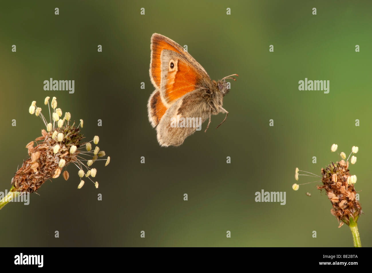 Kleine Heide Schmetterling Coenonympha Pamphilus im Flug kostenlos flying High Speed Fototechnik Stockfoto