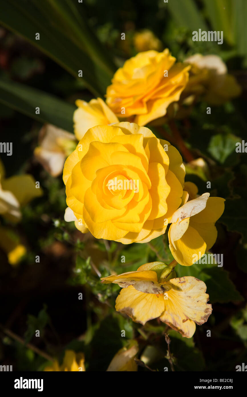 Gelbe Rose, Blume, Rose, Blütenblatt, Garten, Gartenarbeit Stockfoto