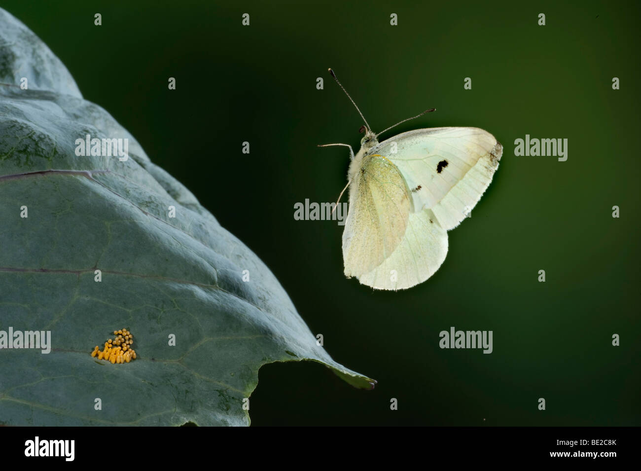 Große oder Kohl weiß Schmetterling Pieris Brassicae in high-Speed Fotografie Flugtechnik Stockfoto