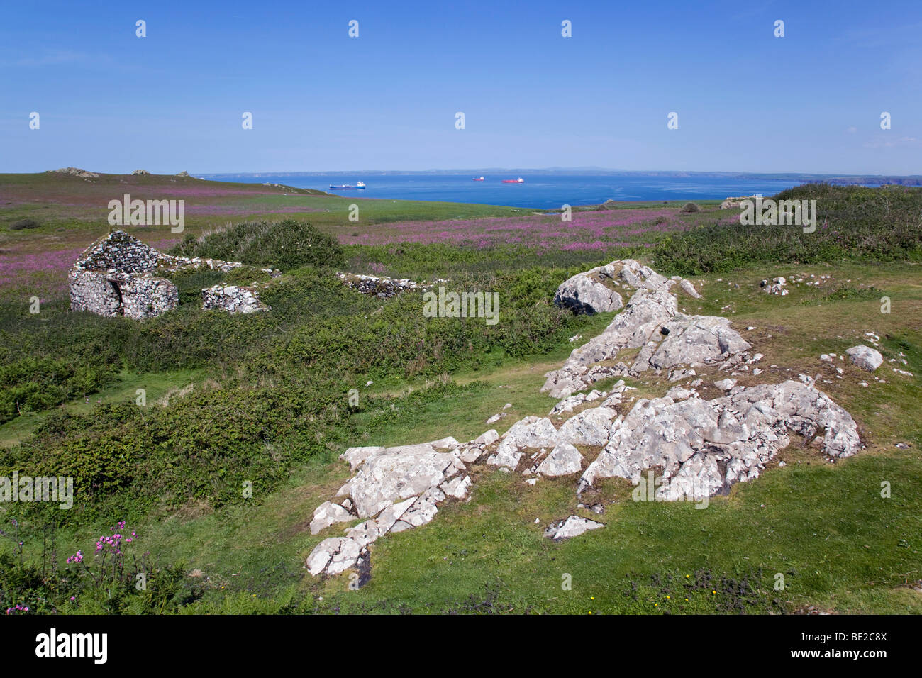 Skomer; Naturschutzgebiet Insel; Blick über das Tal des Baches nördlich in Richtung der walisischen Küste mit roten Campion in Blüte Stockfoto