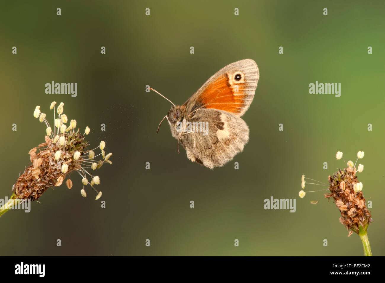 Kleine Heide Schmetterling Coenonympha Pamphilus im Flug kostenlos flying High Speed Fototechnik Stockfoto