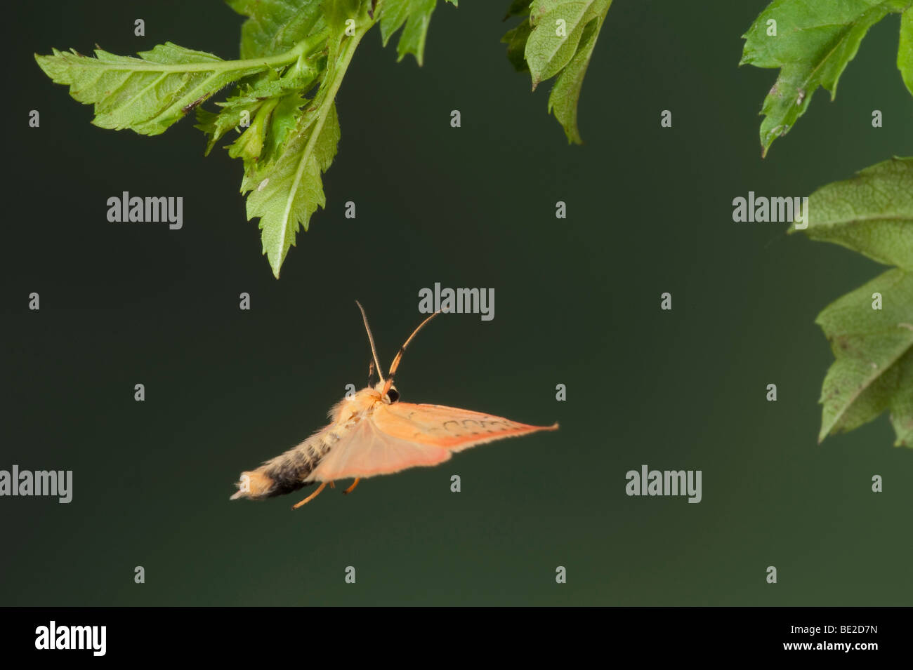 Rosig Lackei Moth Miltochrista Miniata im Flug kostenlos flying high-Speed-Fototechnik Stockfoto