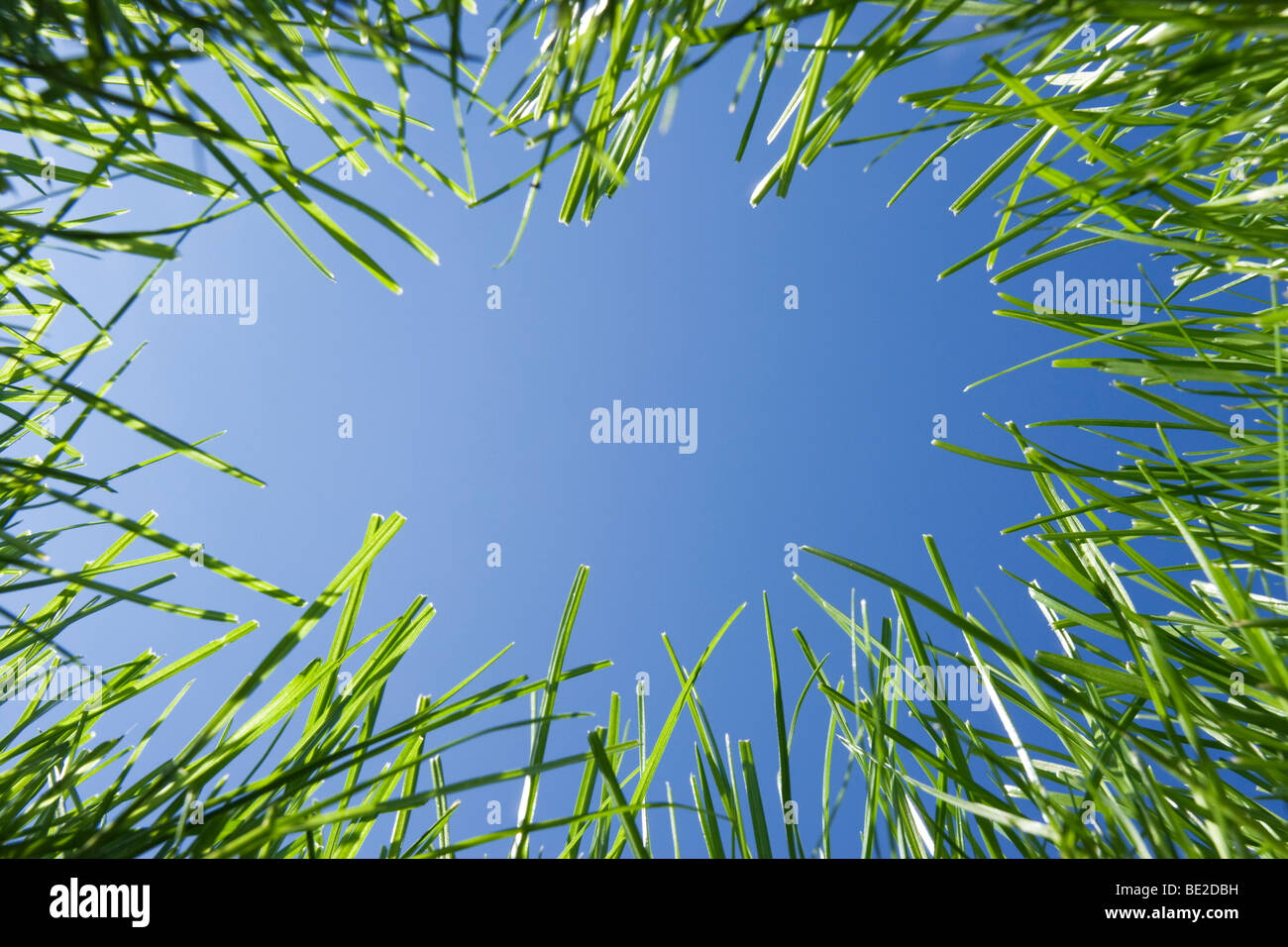 Gras aufwärts vom Boden. Stockfoto