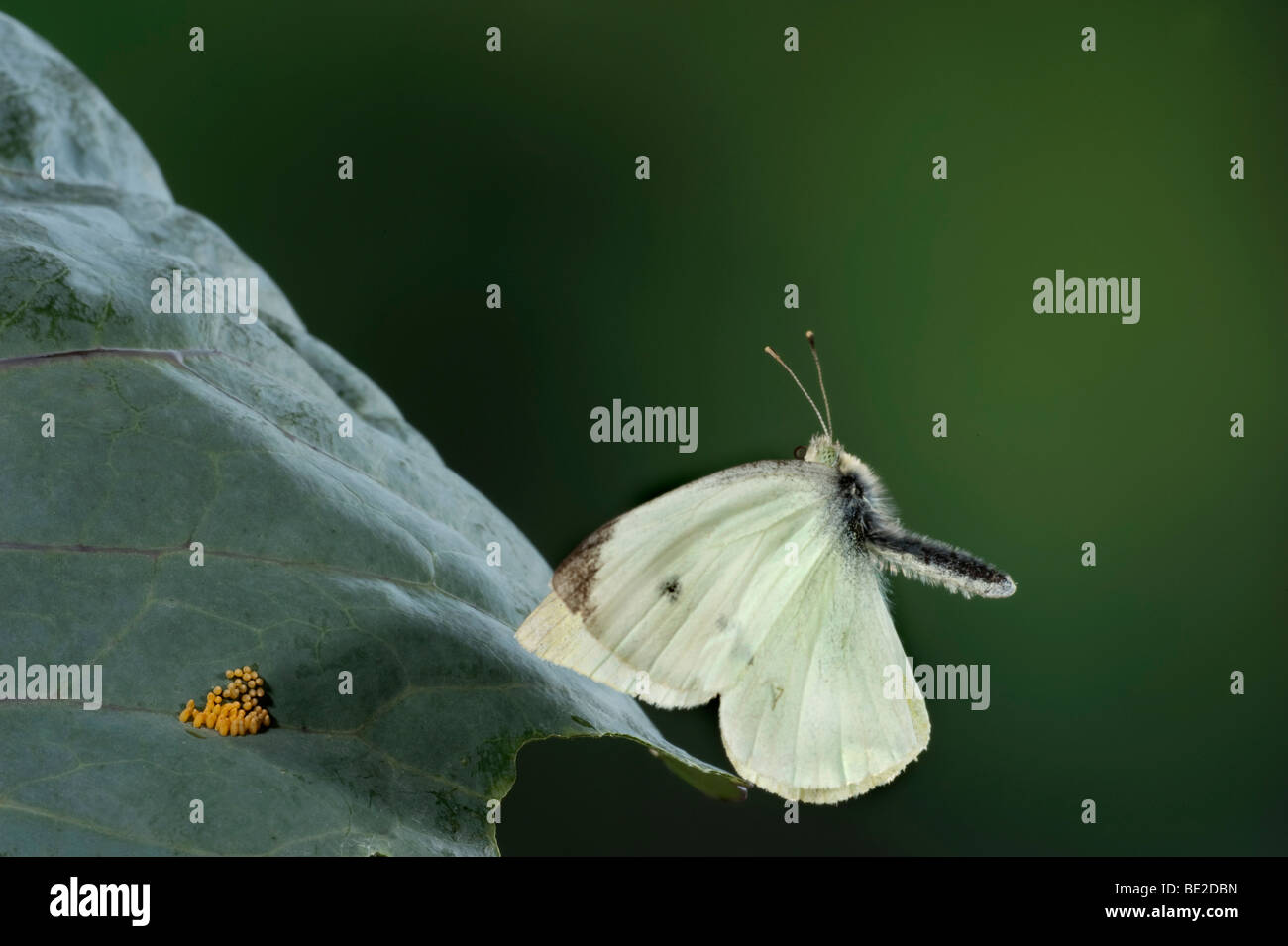 Große oder Kohl weiß Schmetterling Pieris Brassicae in high-Speed Fotografie Flugtechnik Stockfoto