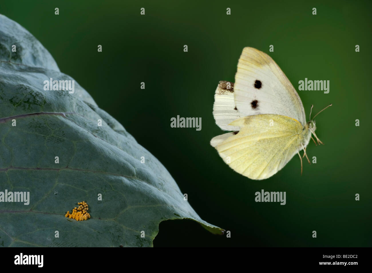Große oder Kohl weiß Schmetterling Pieris Brassicae in high-Speed Fotografie Flugtechnik Stockfoto