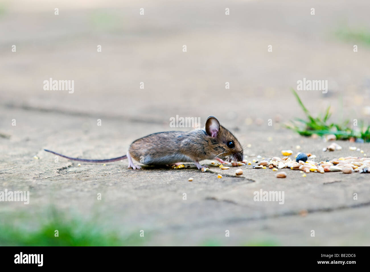 Waldmaus, auch bekannt als Feld oder Long-tailed Maus Essen Vogelfutter auf Terrasse im Garten mit Fokus-Hintergrund Stockfoto