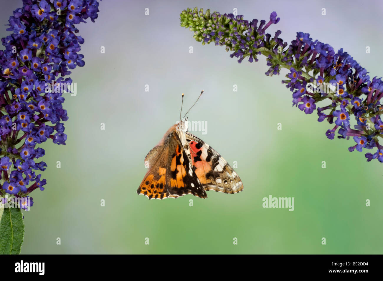 Painted Lady Butterfly Cynthia Cardui Erwachsener im Flug high-Speed-Fototechnik überfliegen Buddelia Migranten, UK Stockfoto