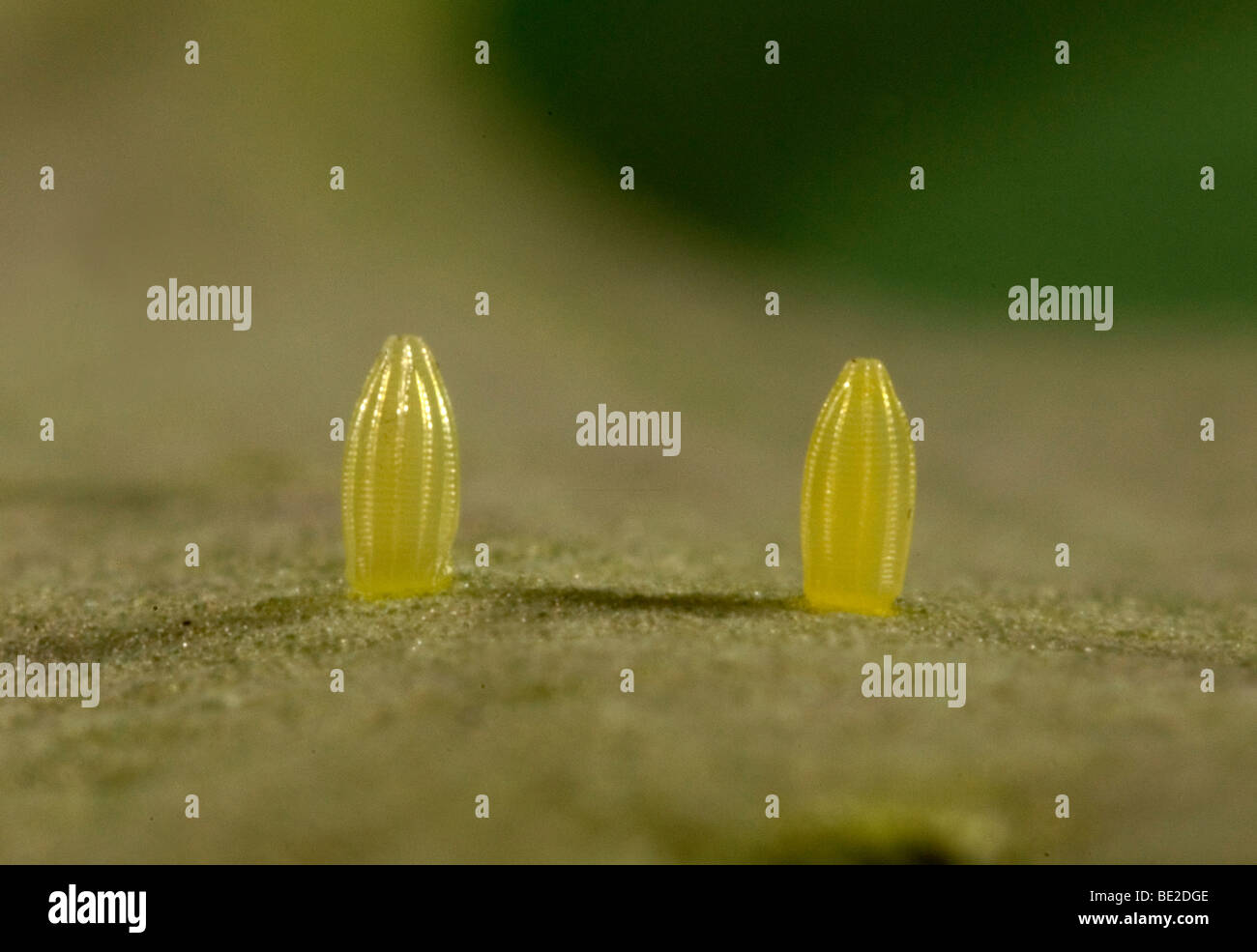 Kleine weiße Schmetterling Artogeia Rapae Eizellen oder Eiern auf Kohl Makro einzelne legte zwei Paare 2 Stockfoto