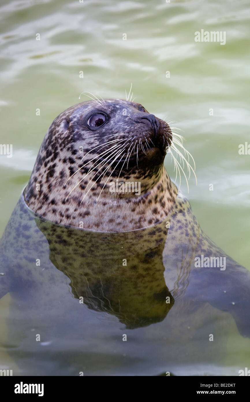 Seehunde; Phoca Vitulina; National Seal Sanctuary; Cornwall Stockfoto