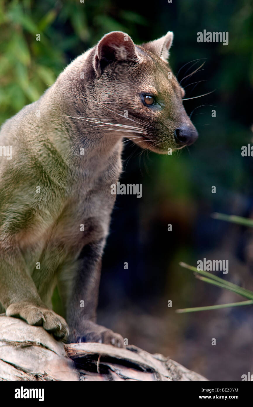 Fossa Cryptoprocia Ferox gefährdeten Cites Appendix II größte Säugetier-Fleischfresser Madagaskar Porträt Gesicht endemisch in Gefangenschaft Stockfoto