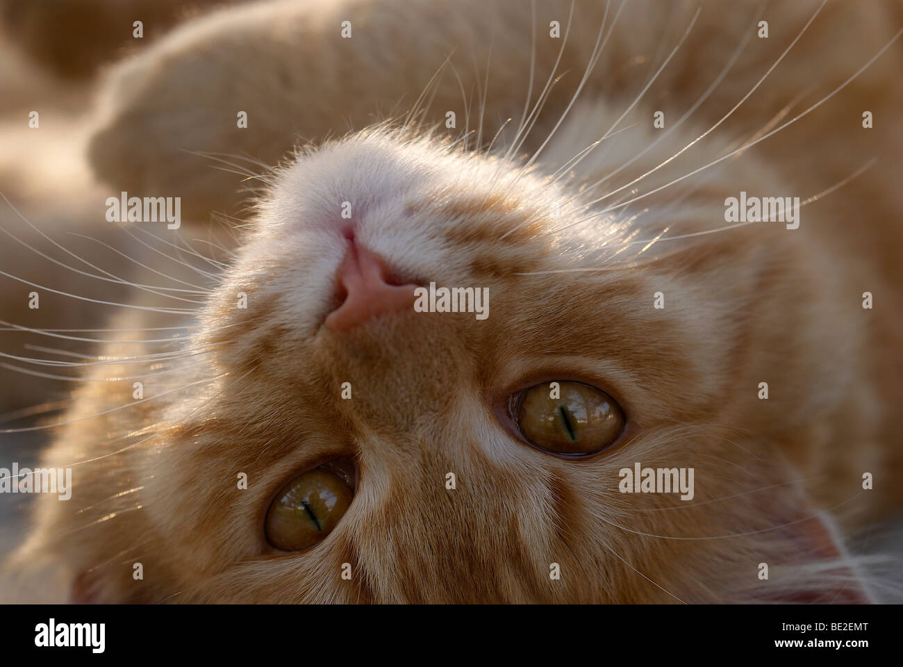 Ingwer, Katze, Katze, Schnurrhaare, gelbe Augen, Löwe, Löwen Kopf, Löwe-Pose, rosa Nase, Ingwer, königliche Katze, Katzenaugen, Katzenaugen, Nahaufnahme Stockfoto