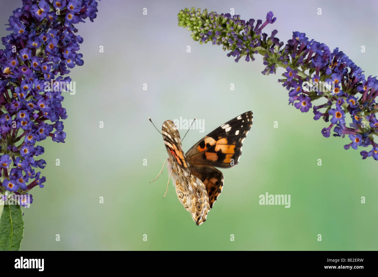 Painted Lady Butterfly Cynthia Cardui Erwachsener im Flug high-Speed-Fototechnik überfliegen Buddelia Migranten, UK Stockfoto