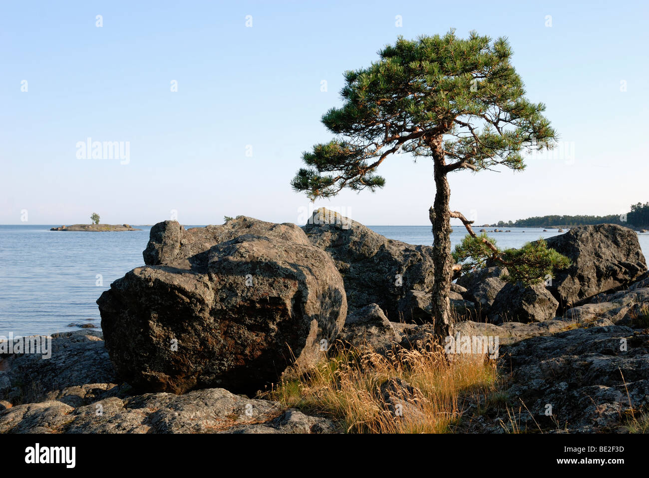 Eine Kiefer, Pinus Sylvestris, wächst am geschützten Ort auf der felsigen Insel des Archipels Porvoo, Porvoo, Finnland, Stockfoto