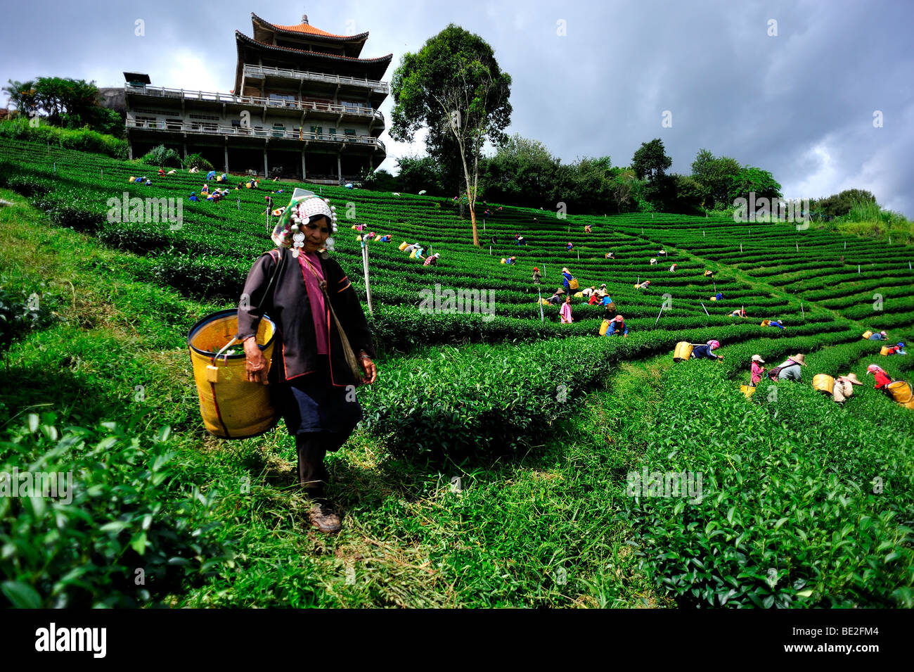 Hill Tribe Frau pflückt Tee am Morgen. Doi Mae Salong, Chiangrai Stockfoto