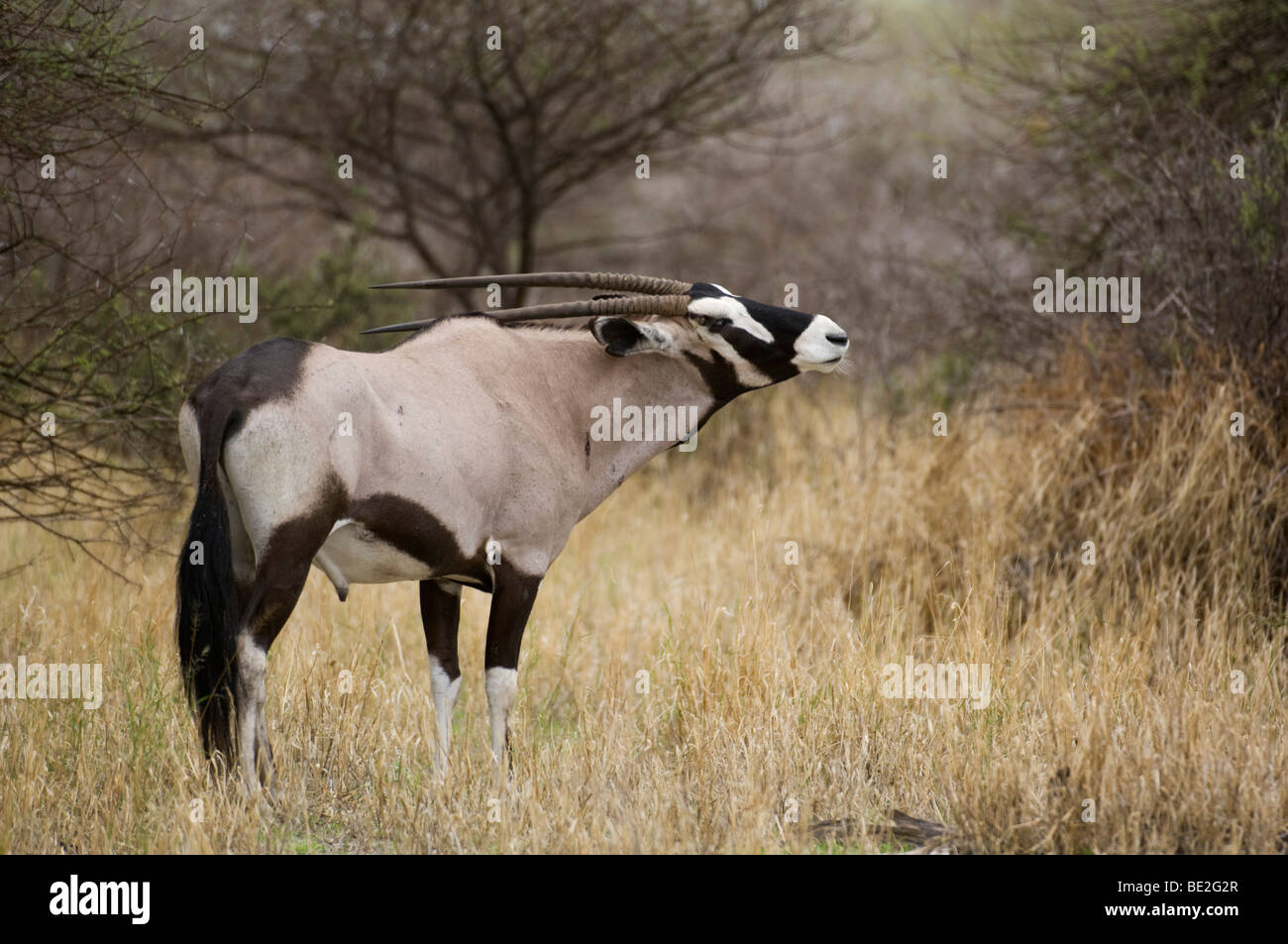 Gemsbock kratzen den Rücken, Oryx Gazella Gazella, Central Kalahari, Botswana Stockfoto