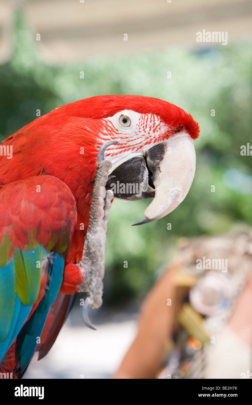 großer Papagei heben seine Klauen zu Welle und geben ein high Five Stockfoto