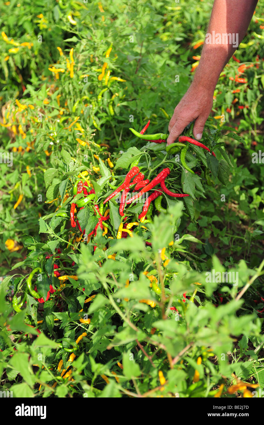 USA Hatch, New-Mexico-Felder von Chilischoten zur Ernte Zeit-eine Hand zeigt die rote Chilis auf den Busch Stockfoto
