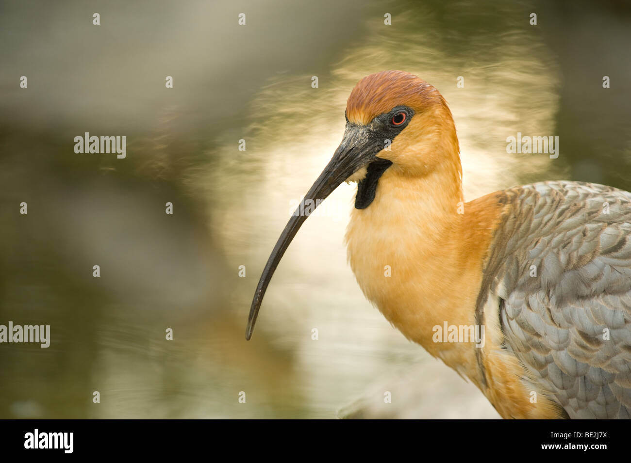 Foto von einem Buff-necked Ibis Blick nach links, mit textfreiraum hautnah. Stockfoto