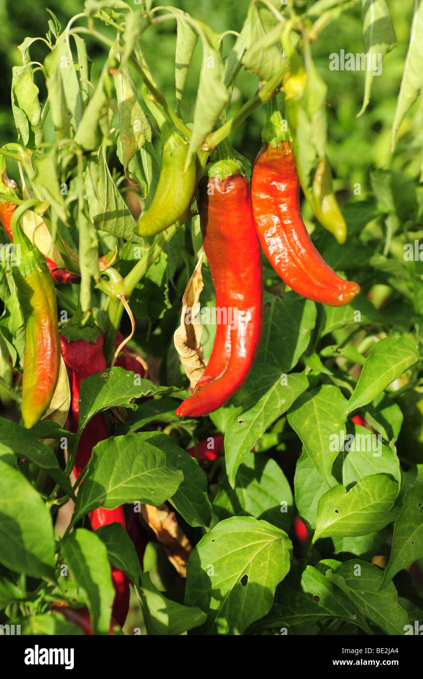 USA Hatch, New-Mexico-Felder von Chili Peppers bei Ernte Zeit-rote und grüne Chilies auf den Busch Stockfoto