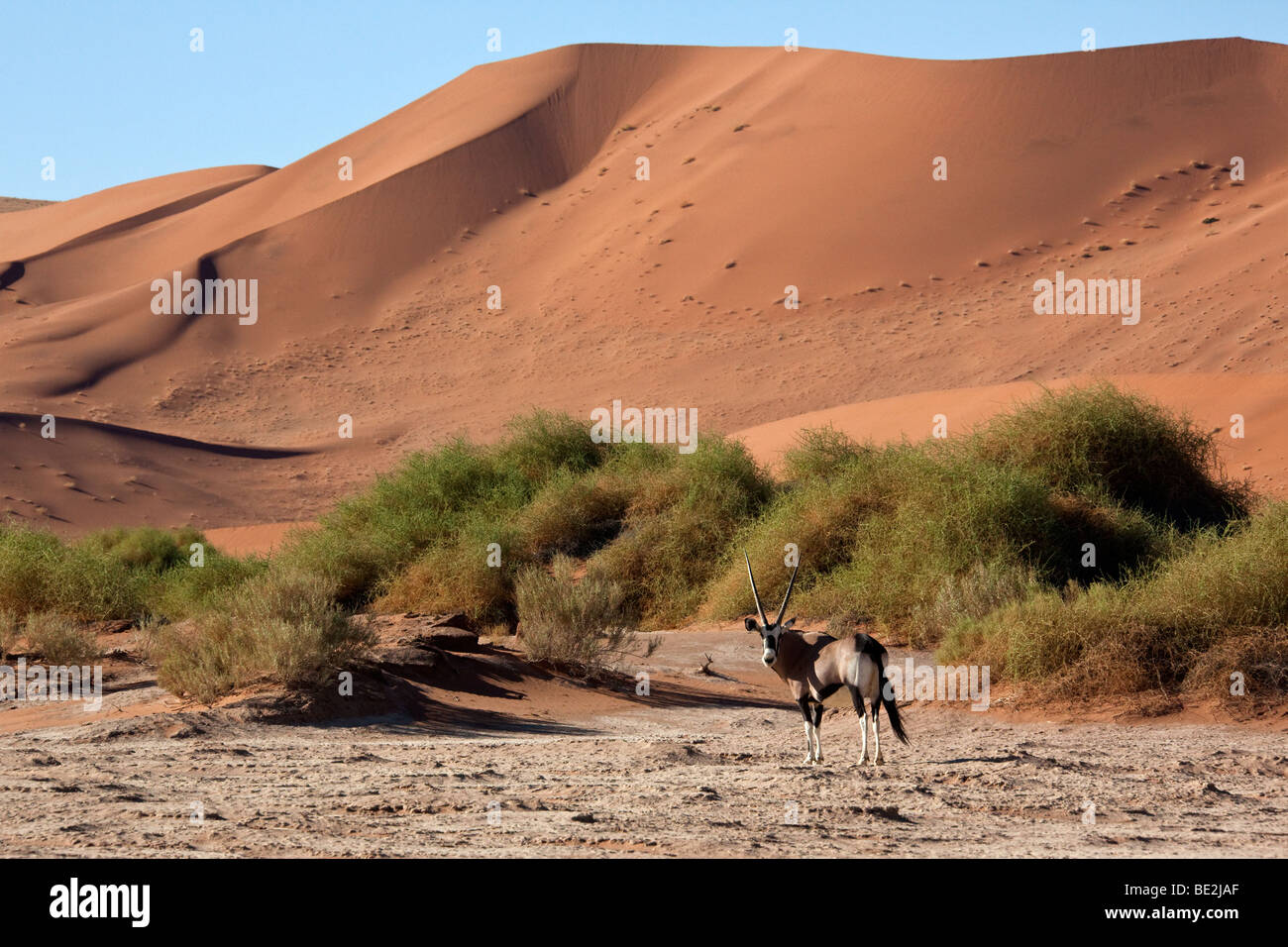 Ein Oryx (Oryx) in der Nähe eine große Sanddüne in der Wüste Namib-Nuakluft in der Nähe von Sossusvlei in Namibia Stockfoto