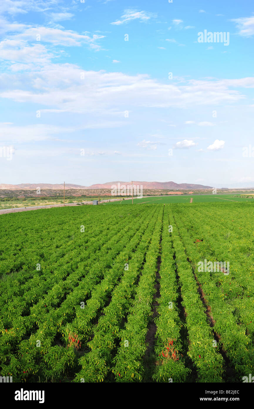USA New Mexico Hatch, Felder von Reifen chilis Stockfoto
